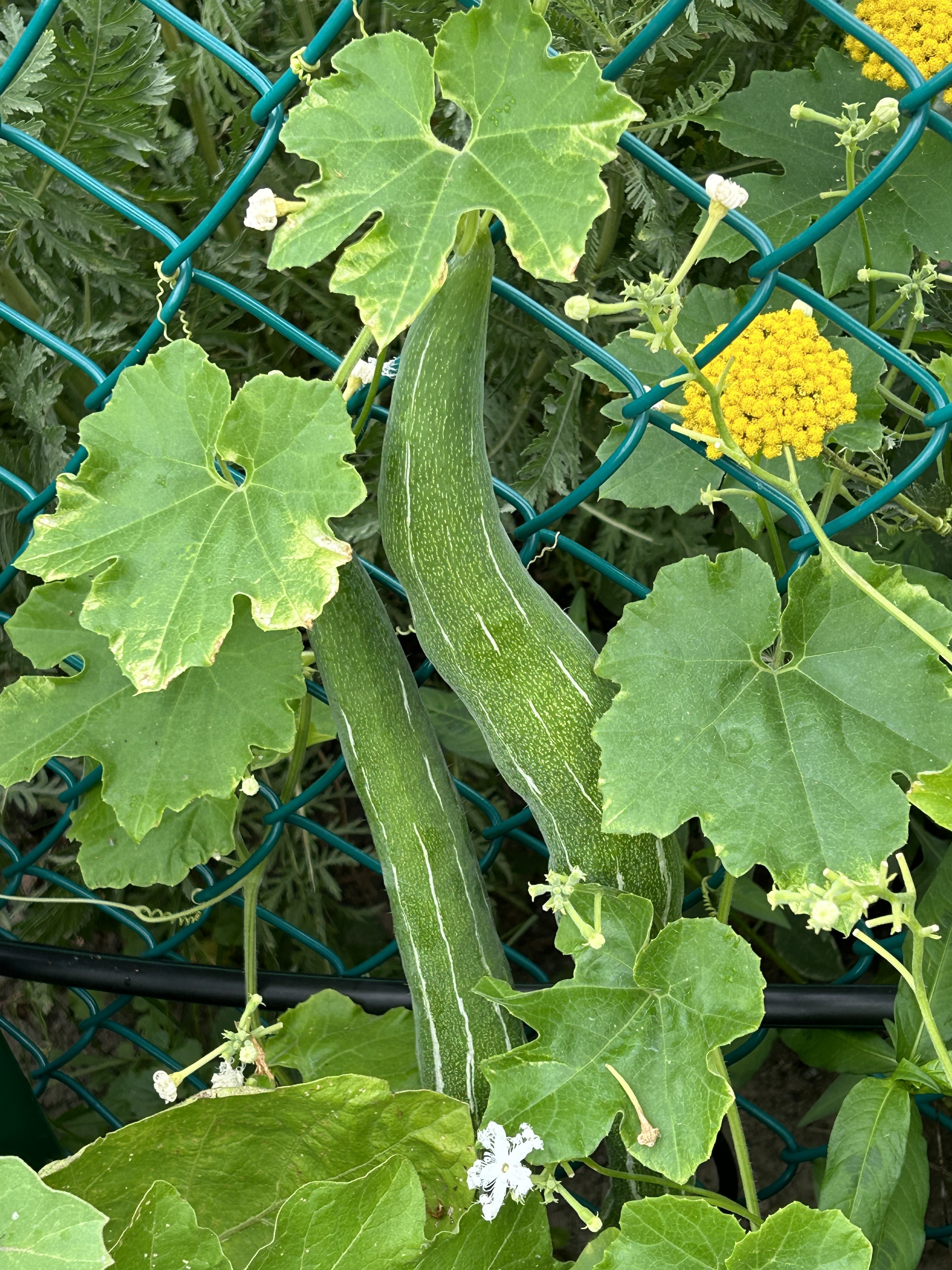 Snake Gourd Plant - Green Long