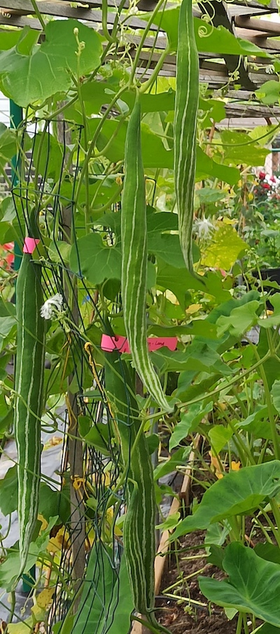 Snake Gourd Plant - Green Long